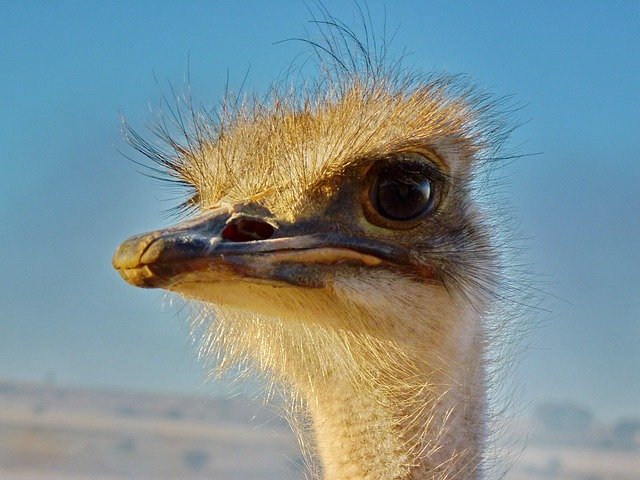 Download gratuito Bouquet Bird Ostrich Flightless - foto o immagine gratuita da modificare con l'editor di immagini online di GIMP