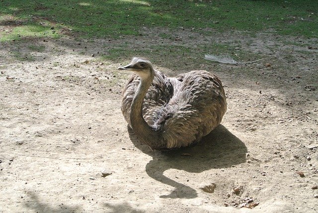 무료 다운로드 Bouquet Bird Zoo Big - 무료 사진 또는 GIMP 온라인 이미지 편집기로 편집할 수 있는 사진