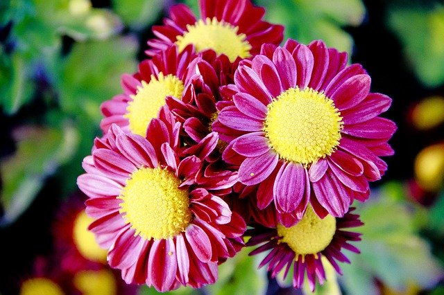 বিনামূল্যে ডাউনলোড করুন Bouquet Chrysanthemum Flower - বিনামূল্যে ছবি বা ছবি GIMP অনলাইন ইমেজ এডিটর দিয়ে সম্পাদনা করা হবে
