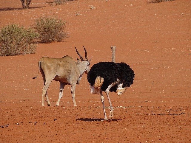 تنزيل مجاني لـ Bouquet Desert Namibia - صورة مجانية أو صورة لتحريرها باستخدام محرر الصور عبر الإنترنت GIMP