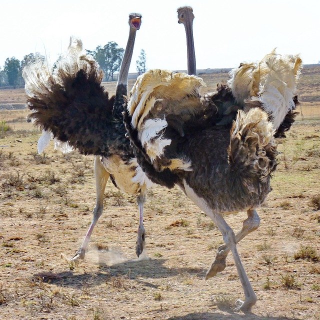Free download Bouquet Ostrich Females Lady -  free photo or picture to be edited with GIMP online image editor