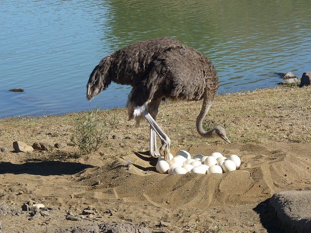 Download gratuito Bouquet Ostrich Lady Nest - foto o immagine gratis da modificare con l'editor di immagini online di GIMP