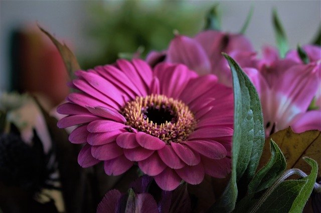 ดาวน์โหลดฟรี Bouquet Pink Blossom - ภาพถ่ายหรือรูปภาพที่จะแก้ไขด้วยโปรแกรมแก้ไขรูปภาพออนไลน์ GIMP ได้ฟรี