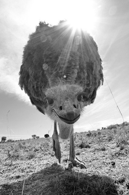 Free download Bouquet Strauss Ostrich Females -  free photo or picture to be edited with GIMP online image editor