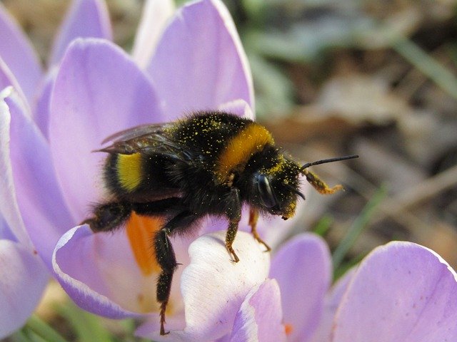 Free download Bourdon Hymenoptera Purple Flower -  free photo or picture to be edited with GIMP online image editor