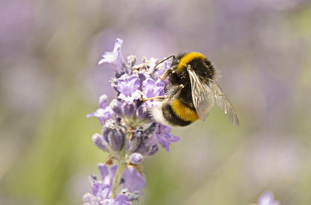 Kostenloser Download Bourdon Lavender Garden - kostenloses Foto oder Bild zur Bearbeitung mit GIMP Online-Bildbearbeitung