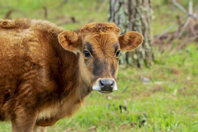 Free download bovine livestock calf cows animals free picture to be edited with GIMP free online image editor