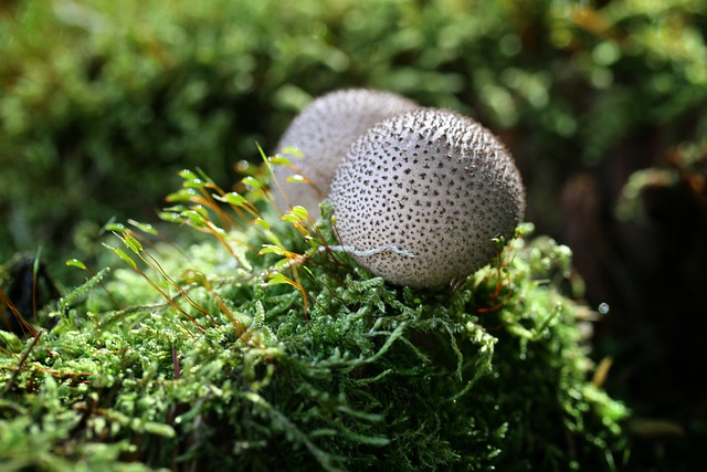 Free download bovist mushrooms moss plant free picture to be edited with GIMP free online image editor
