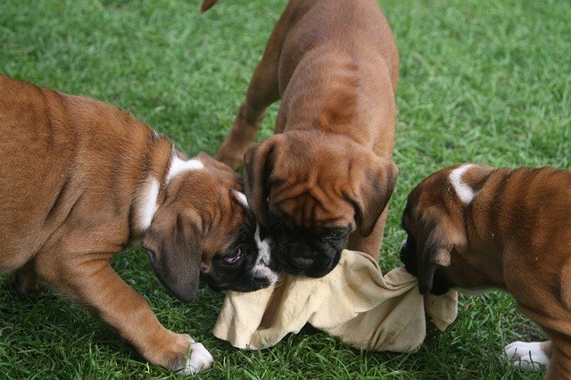 Unduh gratis Boxer Dog Puppy - foto atau gambar gratis untuk diedit dengan editor gambar online GIMP
