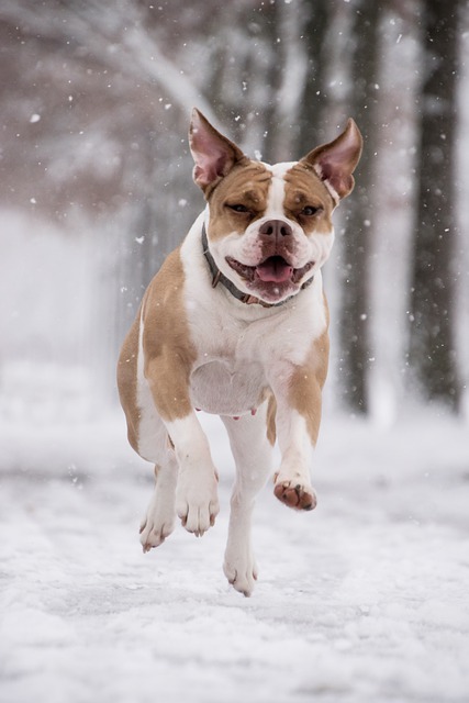Free graphic boxer dog snow snowing pet animal to be edited by GIMP free image editor by OffiDocs
