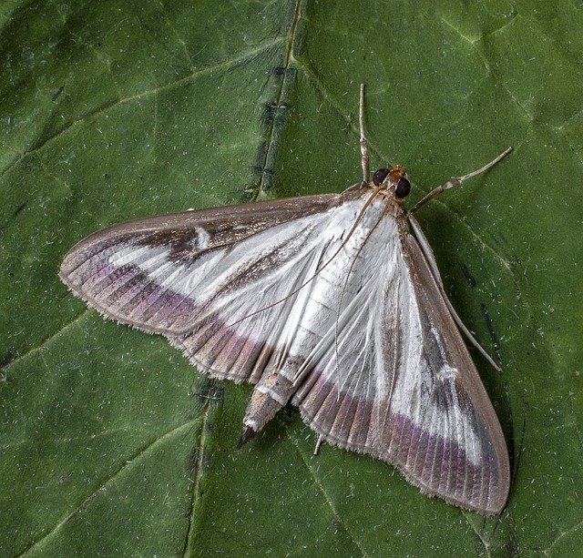 Free download Box Tree Moth Insect Macro -  free photo or picture to be edited with GIMP online image editor