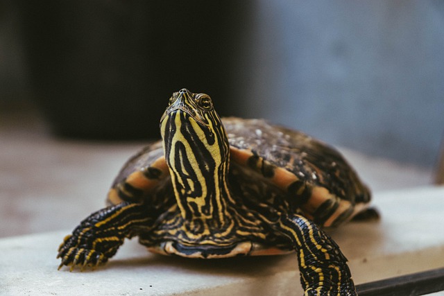 Free download box turtle turtle sea life animal free picture to be edited with GIMP free online image editor