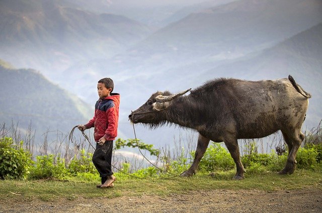 Bezpłatne pobieranie chłopca bawołów pasterza ha giang wietnam darmowe zdjęcie do edycji za pomocą bezpłatnego internetowego edytora obrazów GIMP