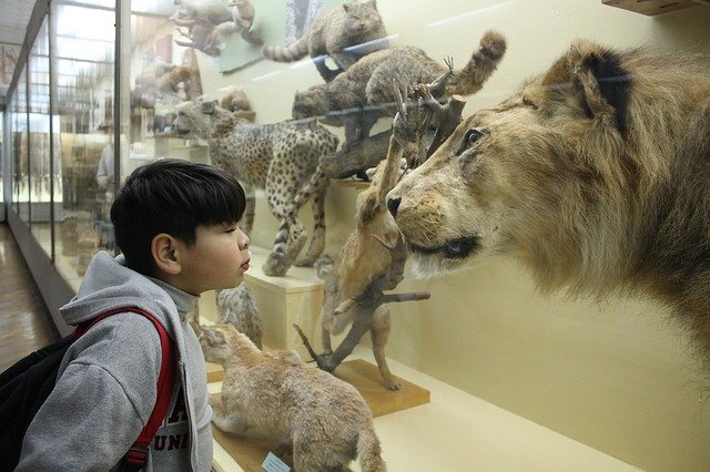 Descărcare gratuită Boy Museum Leo - fotografie sau imagini gratuite pentru a fi editate cu editorul de imagini online GIMP