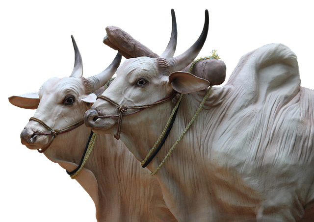 Free download brahma bovine sculptures cops free picture to be edited with GIMP free online image editor
