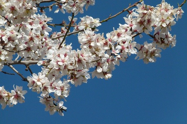 Free download Branch Almond Tree Flowers -  free photo or picture to be edited with GIMP online image editor