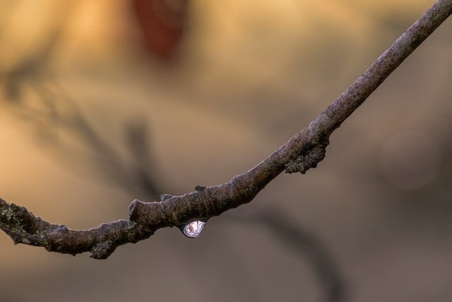 قم بتنزيل صورة مجانية لفرع الخريف في الساعة الذهبية للغابات لتحريرها باستخدام محرر الصور المجاني عبر الإنترنت GIMP