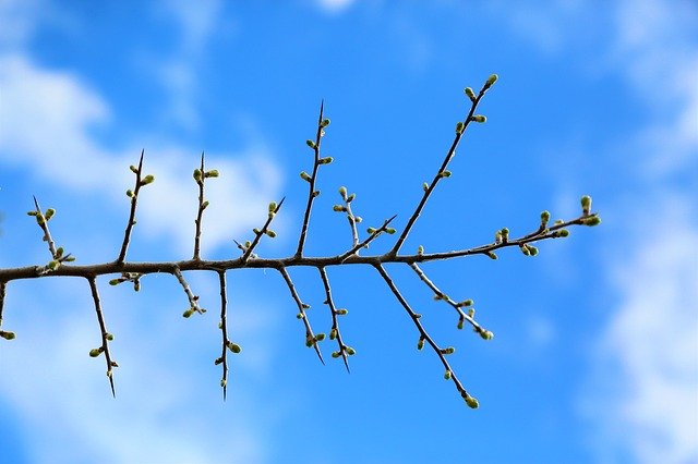 Gratis download Branch Bud Tree - gratis foto of afbeelding om te bewerken met GIMP online afbeeldingseditor