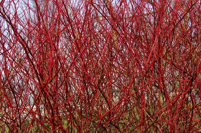 Free download Branch Bush Siberian Dogwood -  free photo or picture to be edited with GIMP online image editor