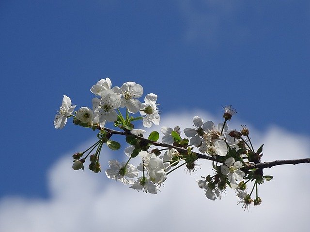 Téléchargement gratuit de Branche Cherry Flower - photo ou image gratuite à éditer avec l'éditeur d'images en ligne GIMP