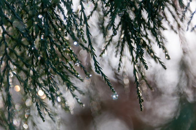 Free download branch conifer tree nature free picture to be edited with GIMP free online image editor