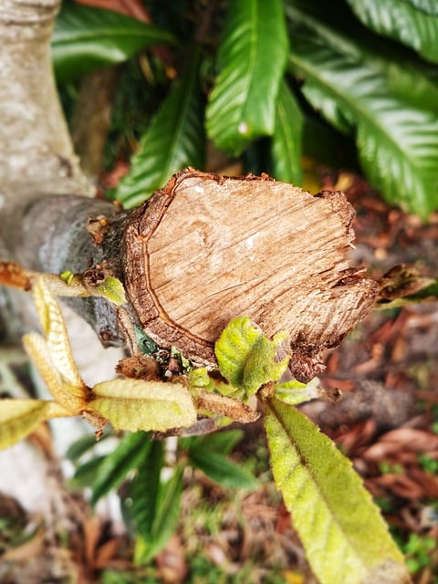 Free download branch cut sawing tree leaves free picture to be edited with GIMP free online image editor