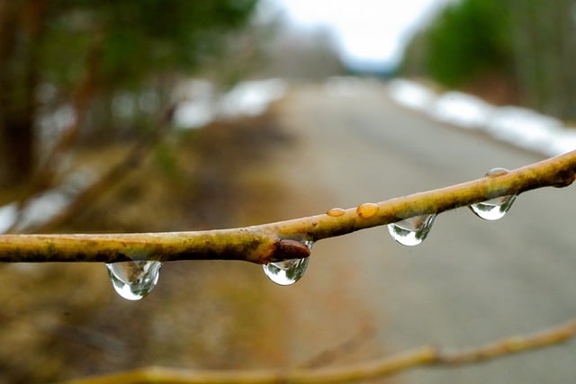 Free download branch drops water spring nature free picture to be edited with GIMP free online image editor