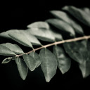 Branches and leaves are symmetrical  screen for extension Chrome web store in OffiDocs Chromium