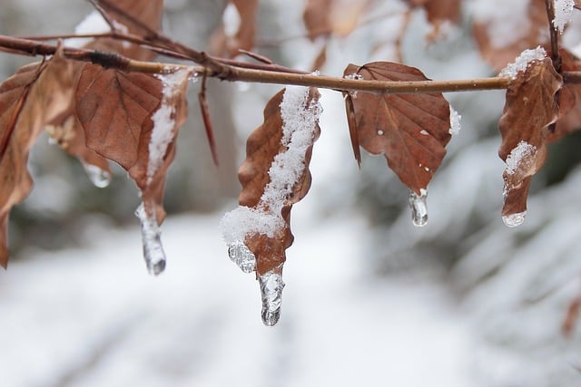 Free download branches autumn leaves icicle thaw free picture to be edited with GIMP free online image editor