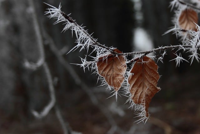 Free download branches beech leaves autumn leaf free picture to be edited with GIMP free online image editor