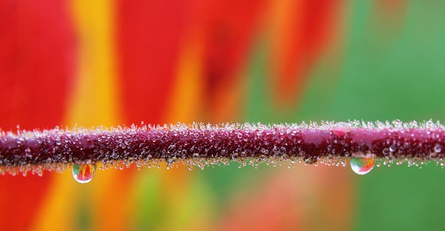 Free download branches dewdrop water droplets free picture to be edited with GIMP free online image editor
