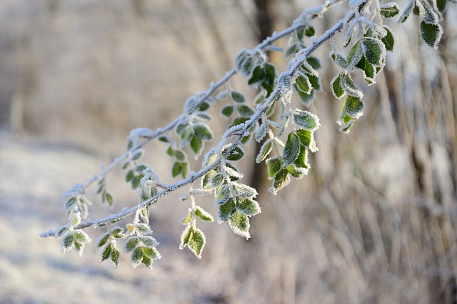 Free download branches frost winter ice crystals free picture to be edited with GIMP free online image editor