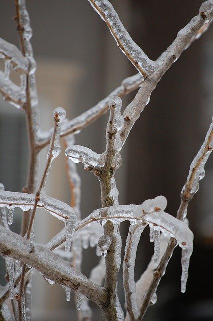 Download gratuito di Branches Ice Winter: foto o immagine gratuita da modificare con l'editor di immagini online GIMP