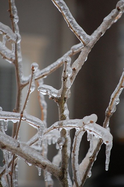 Gratis download Branches Ice Winter - gratis foto of afbeelding om te bewerken met GIMP online afbeeldingseditor