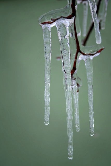 Free download branches icy icicle frozen winter free picture to be edited with GIMP free online image editor