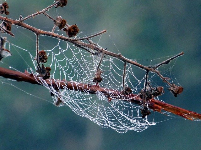 Free download Branches Nature Beads -  free photo or picture to be edited with GIMP online image editor