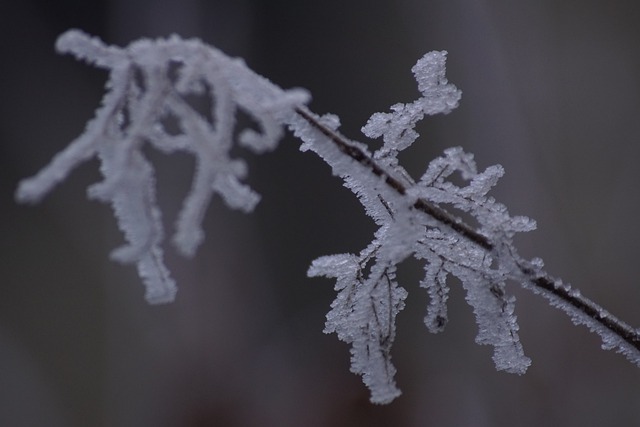 Free download branches plants frost ice winter free picture to be edited with GIMP free online image editor