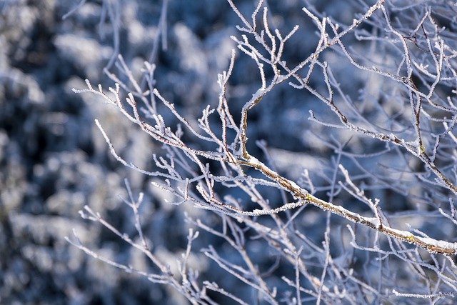 Téléchargement gratuit branches neige hiver image gratuite à éditer avec l'éditeur d'images en ligne gratuit GIMP