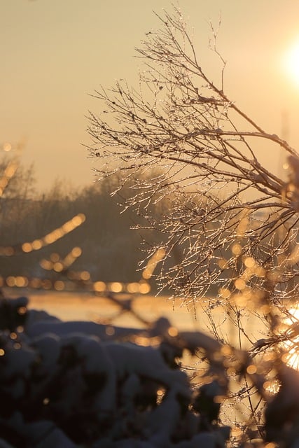 Free download branches sunset icy eve golden free picture to be edited with GIMP free online image editor