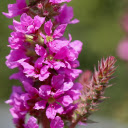 Branches with many purple flowers  screen for extension Chrome web store in OffiDocs Chromium