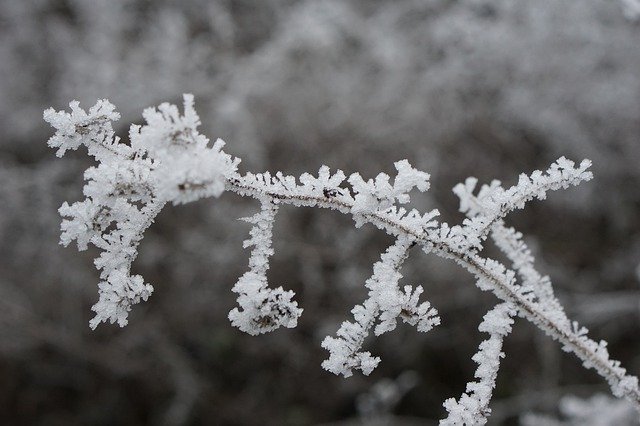 Descărcare gratuită Branch Ice Crystals - fotografie sau imagini gratuite pentru a fi editate cu editorul de imagini online GIMP