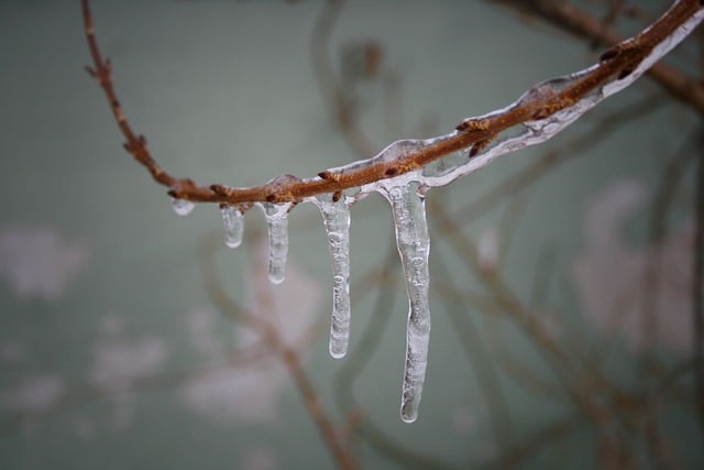 Free download branch icy icicle winter free picture to be edited with GIMP free online image editor