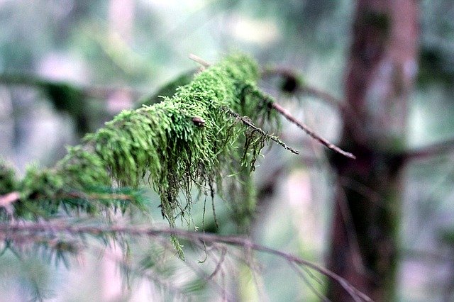 Free download Branch Moss Nature -  free photo or picture to be edited with GIMP online image editor