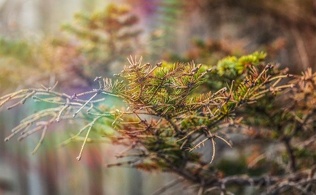 Free download Branch Nature Fir -  free photo or picture to be edited with GIMP online image editor