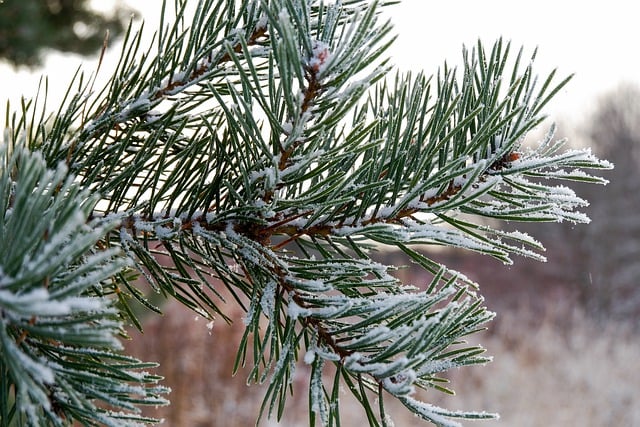 Free download branch pine needles frost cold free picture to be edited with GIMP free online image editor