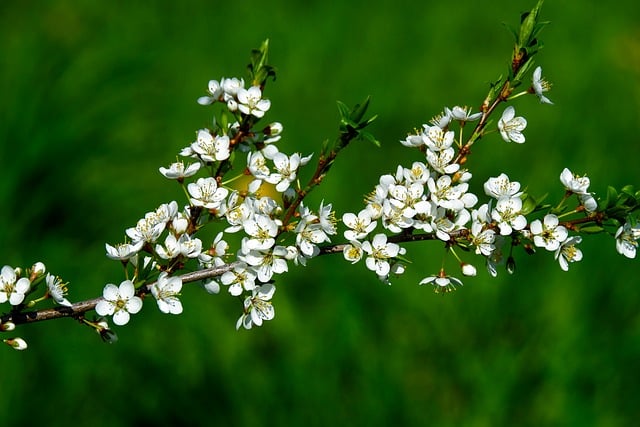 Free download branch quince nature bloom bush free picture to be edited with GIMP free online image editor