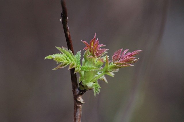 Free download Branch Spring Bud -  free photo or picture to be edited with GIMP online image editor