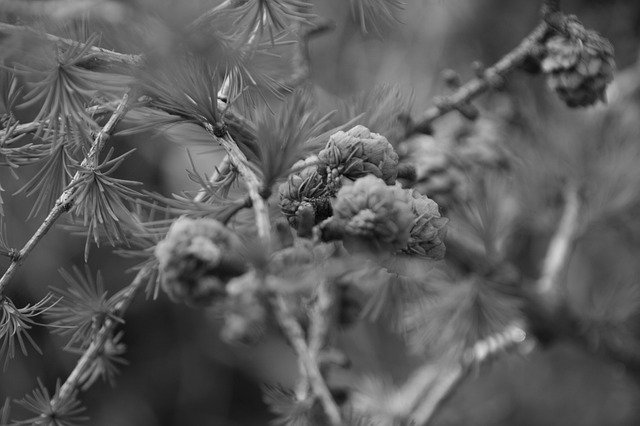 Free picture Branch Tree Conifer -  to be edited by GIMP free image editor by OffiDocs