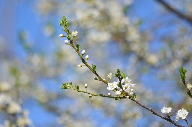Free download Branch Tree White -  free photo or picture to be edited with GIMP online image editor