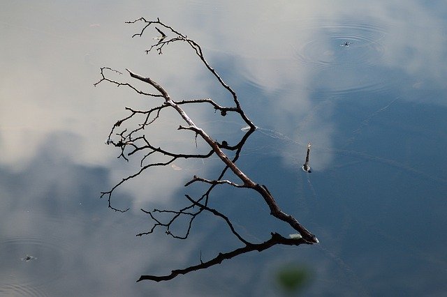 Descărcare gratuită Branch Water Lake - fotografie sau imagine gratuită pentru a fi editată cu editorul de imagini online GIMP